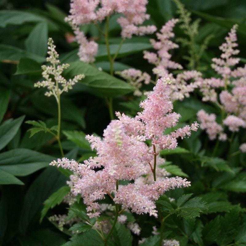 Astilbe Europa bush with feathery pink flower plumes and green foliage, ideal for garden borders and shaded areas.