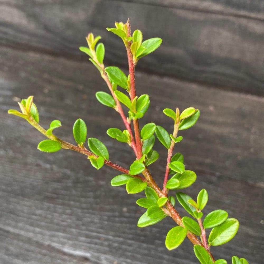 Cotoneaster Coral Beauty bush by GoBuyPlants® with vibrant coral-colored berries and lush green foliage.