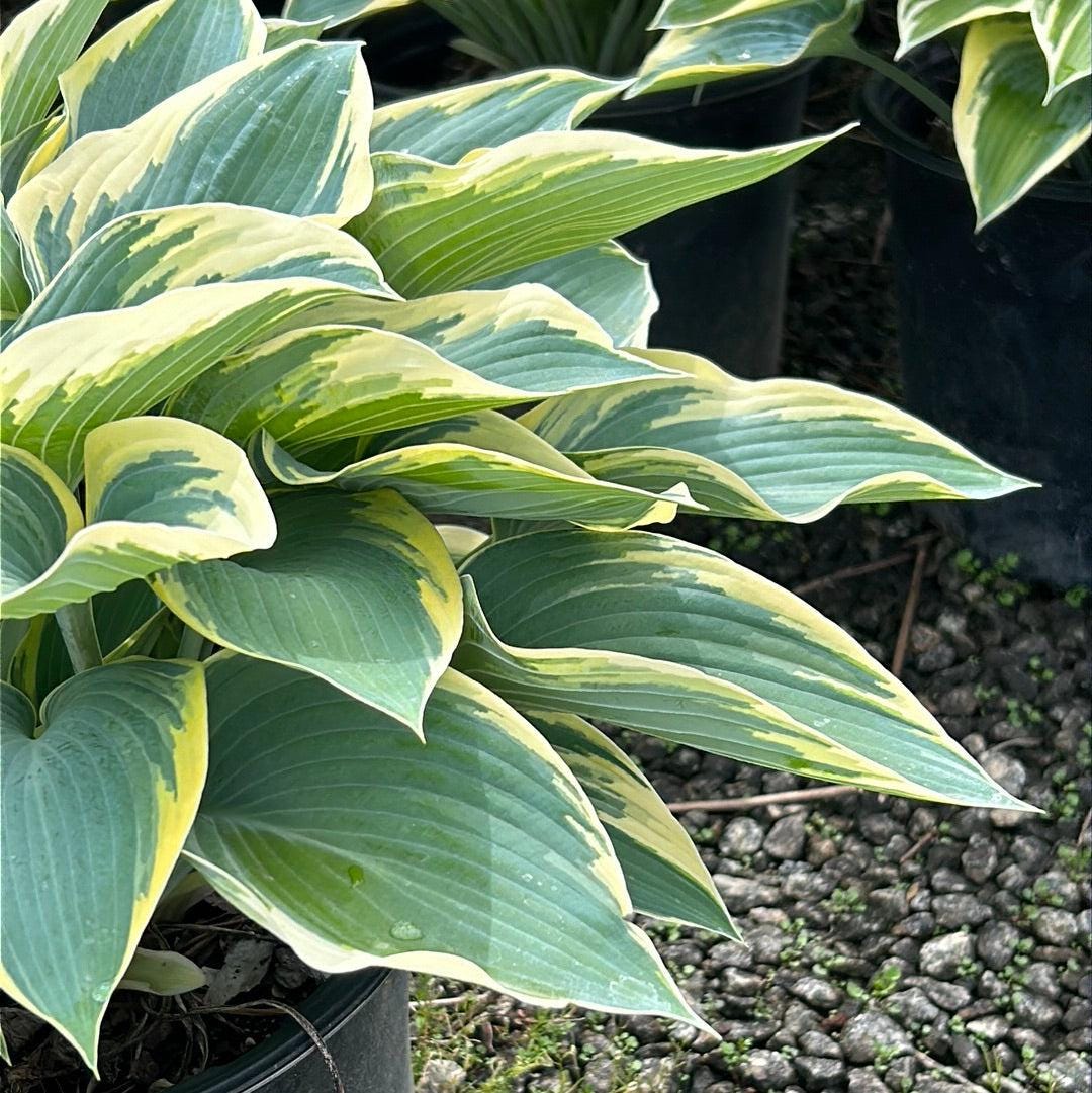 GoBuyPlants® Hosta First Frost bush with lush green foliage and delicate white flowers in a garden setting.