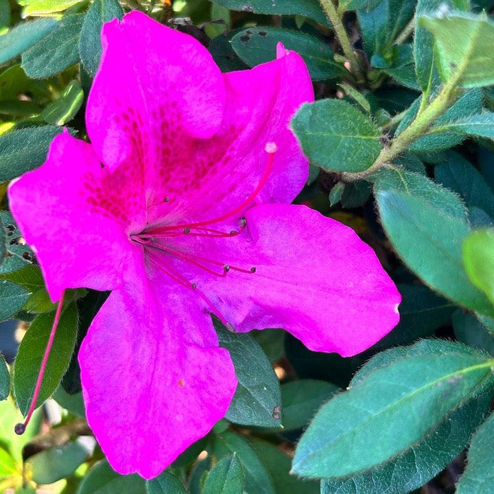 Azalea Encore Autumn Sangria bush with vibrant red and green foliage, showcasing its lush, compact growth habit.