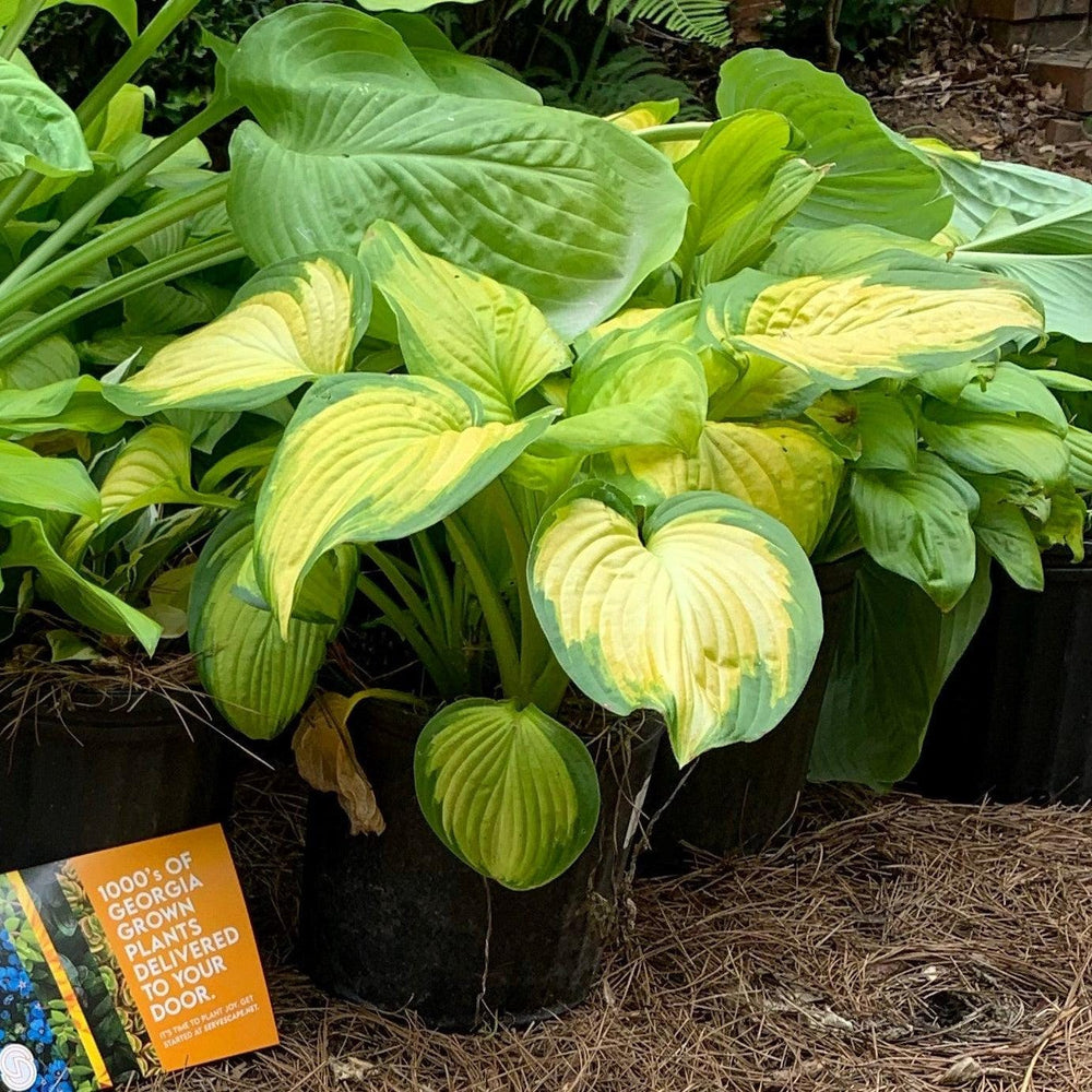Colorful stained glass Hosta plant sculpture from GoBuyPlants®, designed to resemble a bush or tree for garden décor.