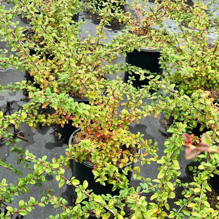 Cotoneaster Coral Beauty bush from GoBuyPlants® with vibrant coral-colored berries and lush green foliage.