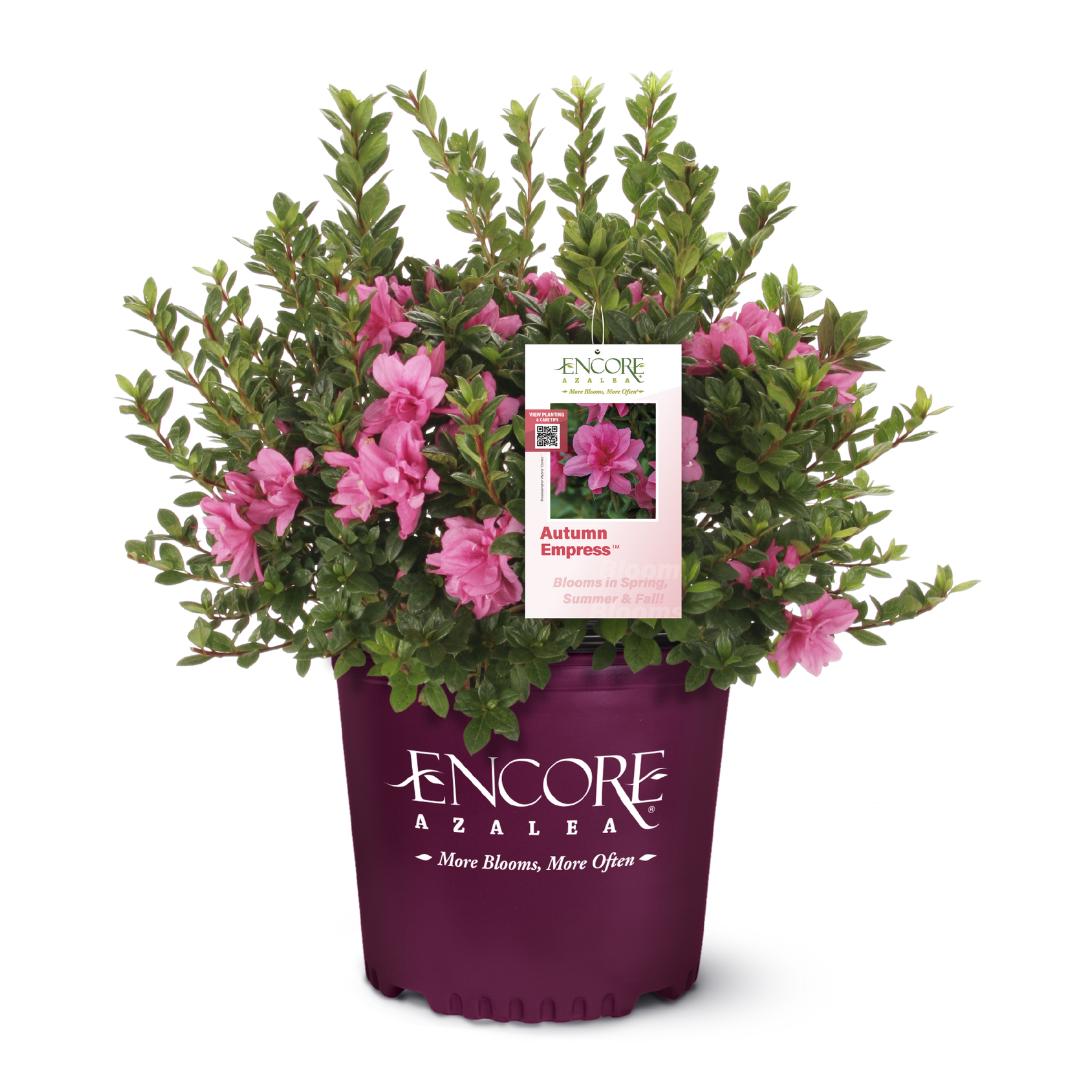 Azalea Encore Autumn Empress bush with vibrant fall foliage, flowering pink blooms, and lush green leaves, grown by GoBuyPlants.