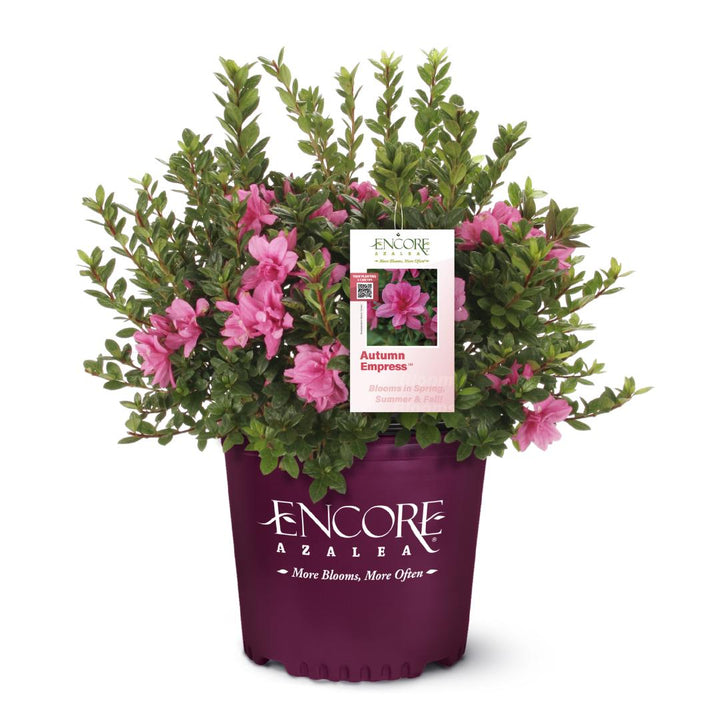 Azalea Encore Autumn Empress bush with vibrant fall foliage, flowering pink blooms, and lush green leaves, grown by GoBuyPlants.