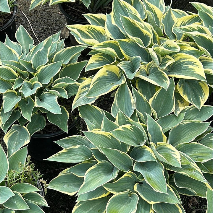 GoBuyPlants® Hosta First Frost bush with lush green foliage and white variegated leaves, perfect for shaded garden areas.