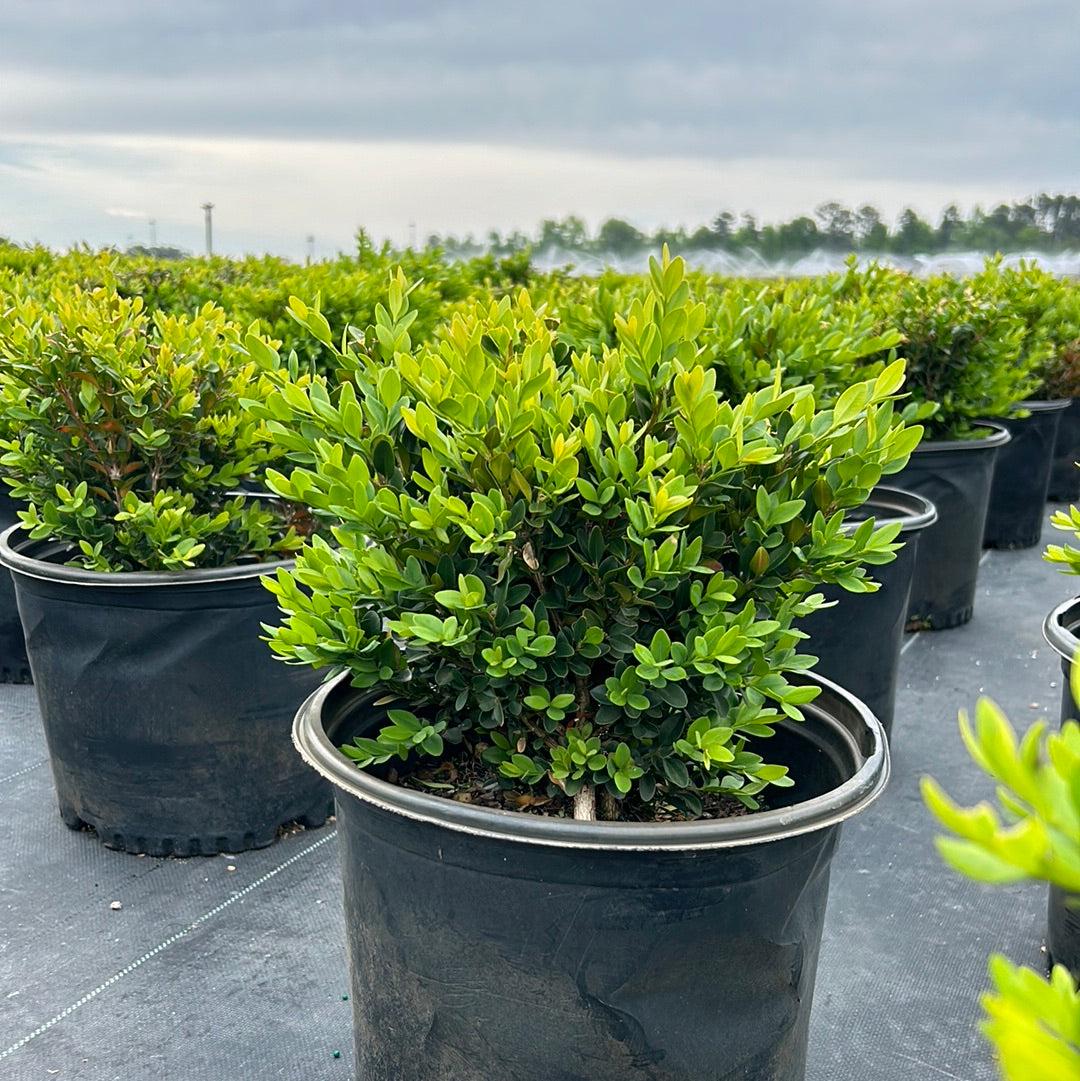 Green Buxus Velvet bush from GoBuyPlants® with lush, dense foliage, ideal for garden hedges and landscape decoration.