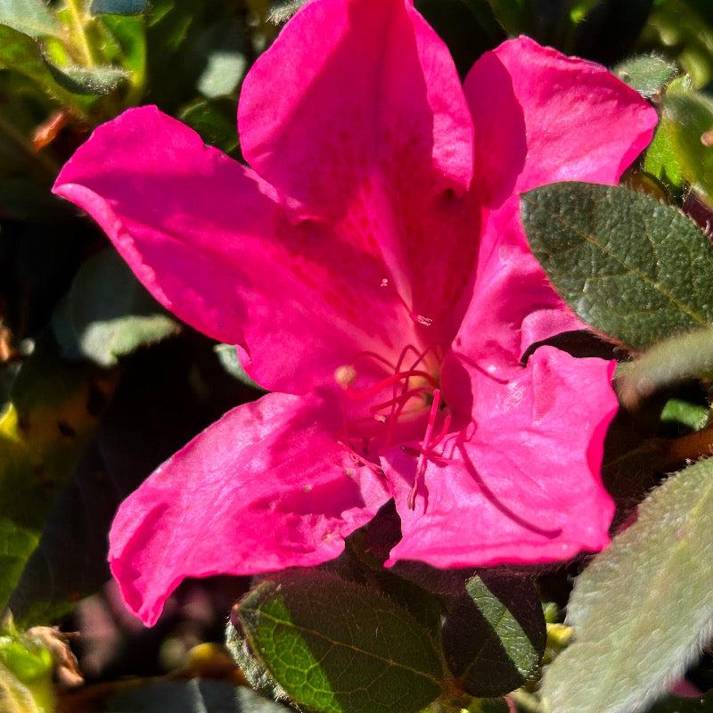 Azalea Encore Autumn Sangria bush with vibrant red and orange foliage, showing lush leaves and healthy growth.