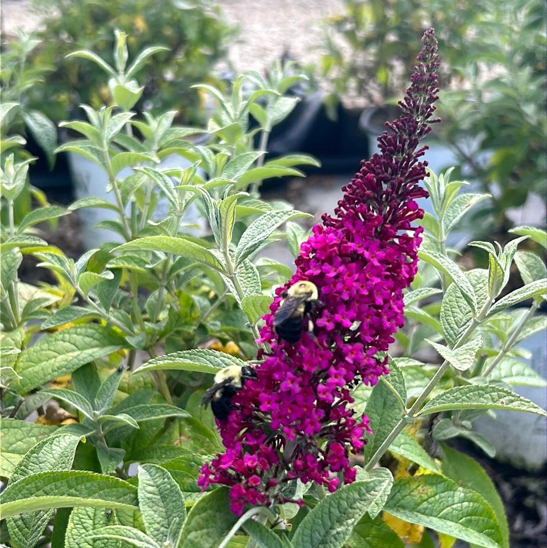 Buddleia Miss Molly bush with vibrant purple flowers and green foliage, shown in a garden setting by GoBuyPlants®.