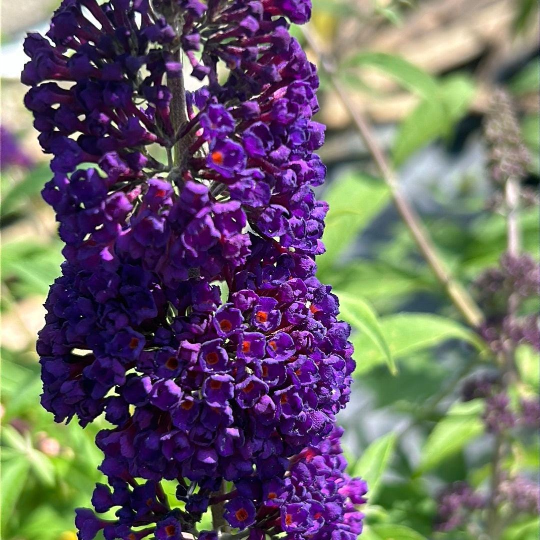 Black Knight Buddleia bush by GoBuyPlants® with vibrant purple flowers and lush green foliage, ideal for attracting butterflies.