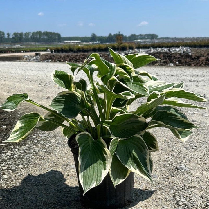 GoBuyPlants® Hosta Patriot bush with broad green leaves and white edges, showcasing lush foliage in a garden setting.