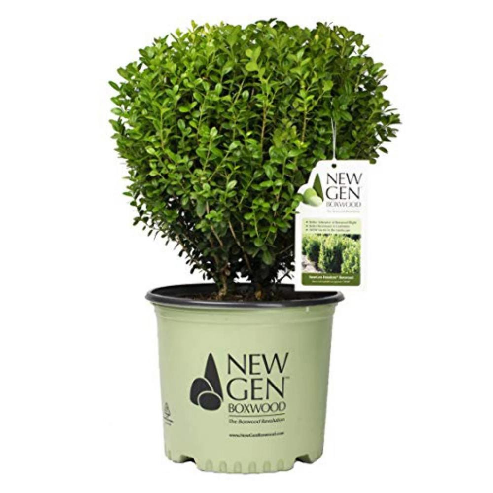 Healthy Buxus NewGen™ Freedom® bush from GoBuyPlants®, showcasing dense green foliage and compact growth.