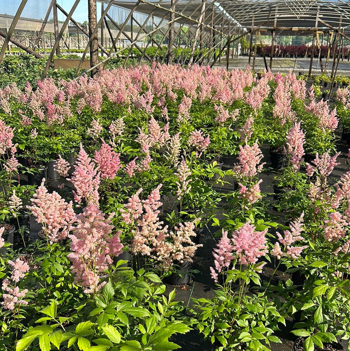 Astilbe Europa bush with feathery pink flowers and green foliage, ideal for garden borders and shade gardens.