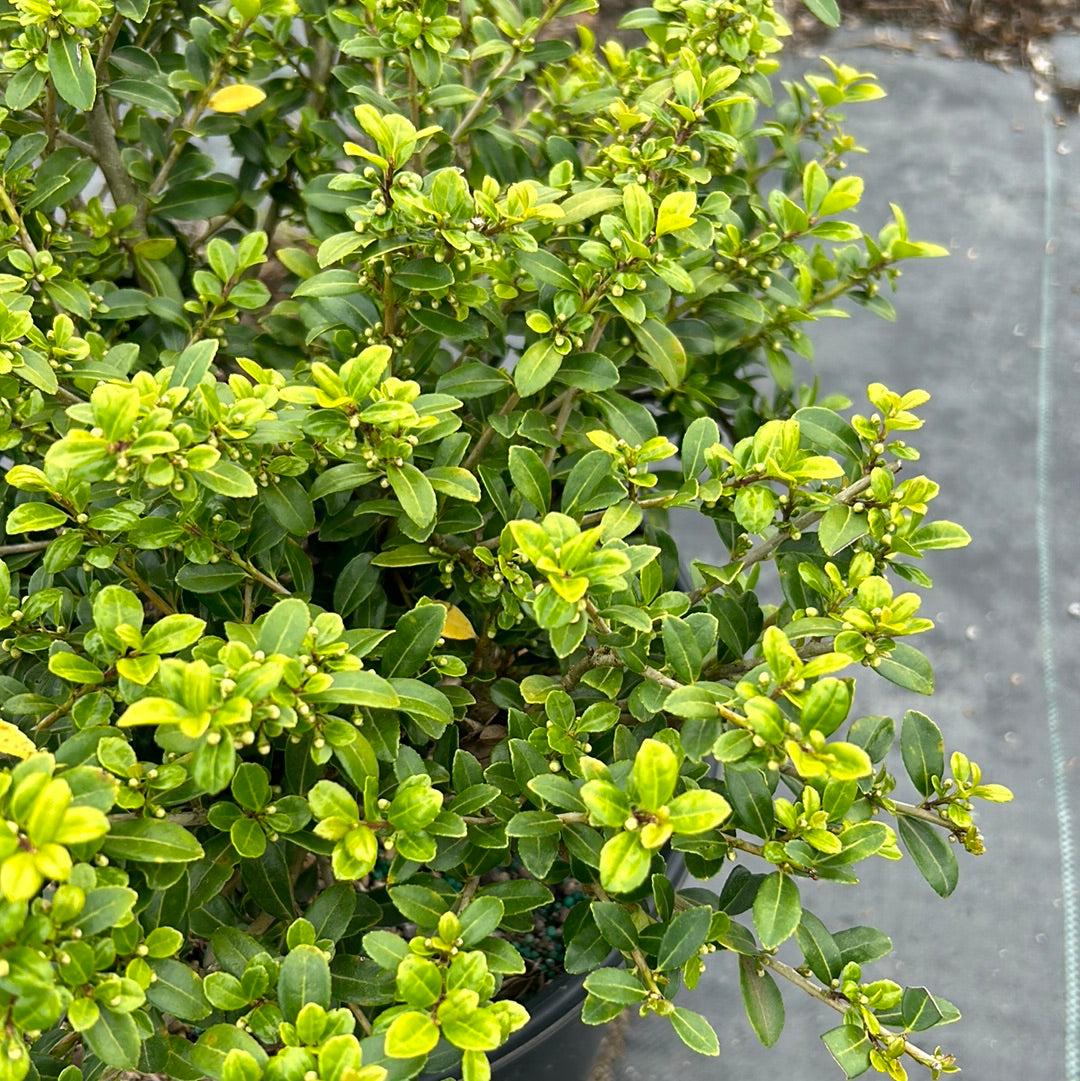 Ilex Green Lustre bush, a vibrant green shrub with glossy leaves, part of GoBuyPlants® Bushes & Trees collection.