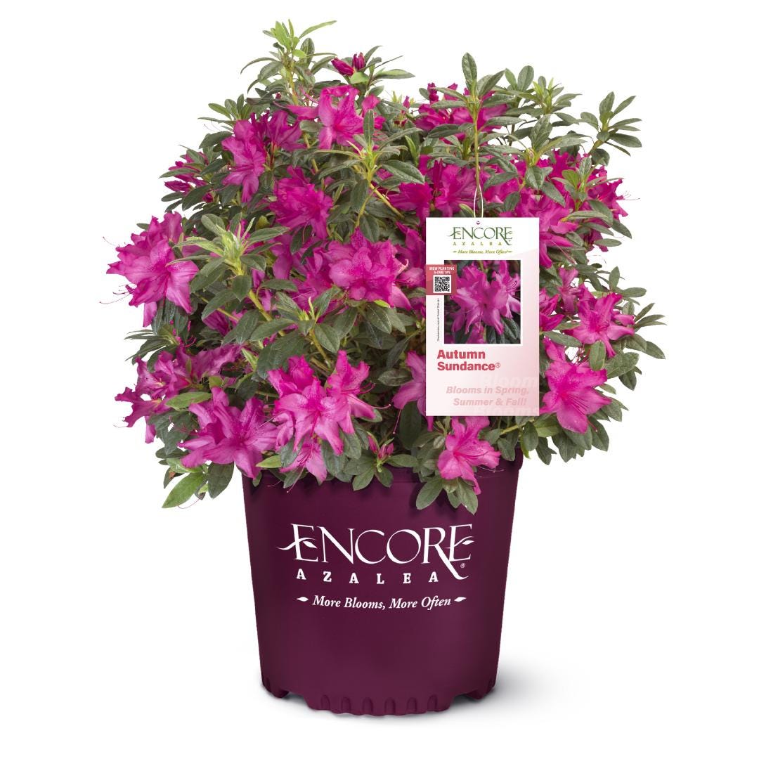Azalea Encore Autumn Sundance bush with vibrant orange-red flowers, lush green foliage, and compact growth habit.