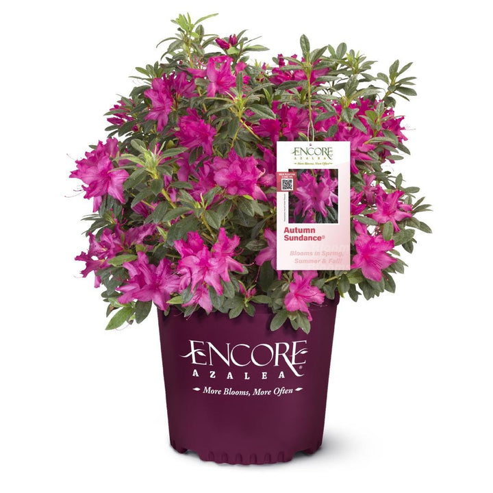 Azalea Encore Autumn Sundance bush with vibrant orange-red flowers, lush green foliage, and compact growth habit.
