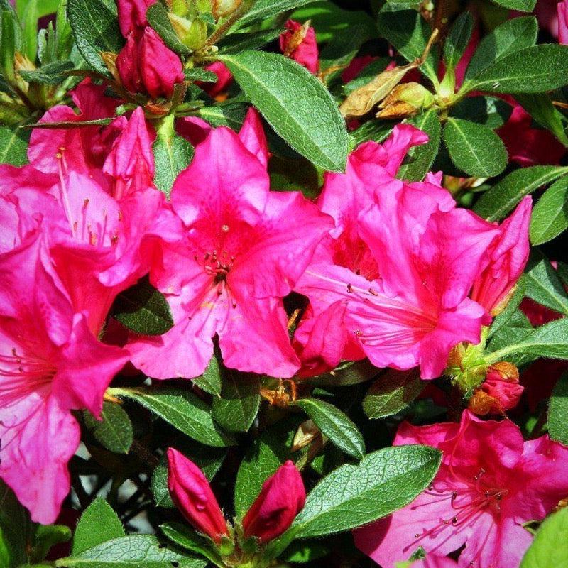 Azalea Encore® Autumn Sangria® bush with vibrant red and green foliage, showcased in a garden setting.