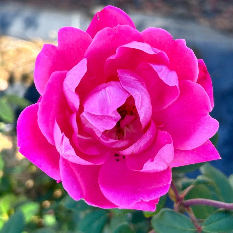 Rose Pink Double Knock Out® bush with vibrant pink blooms, healthy green foliage, and a compact growth habit.