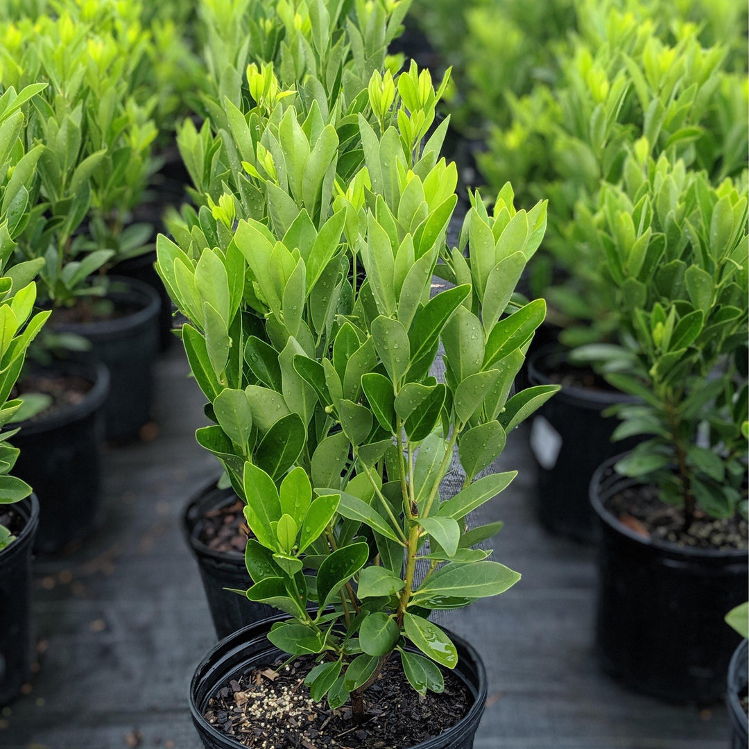 Illicium Florida Sunshine bush with vibrant yellow-green foliage, healthy and lush, from GoBuyPlants®.