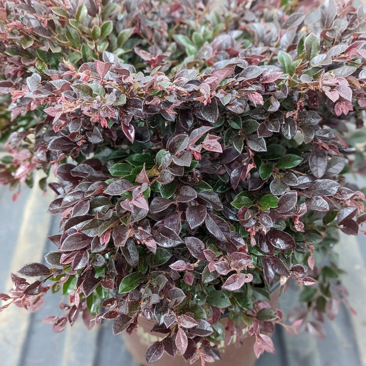 Purple Loropetalum &