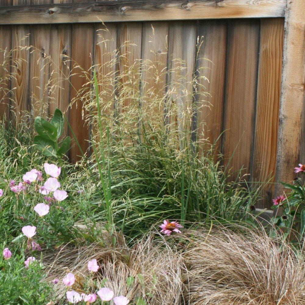 GoBuyPlants® Calamagrostis Karl Foerster tall ornamental grass bush with feathery plumes and slender green leaves.