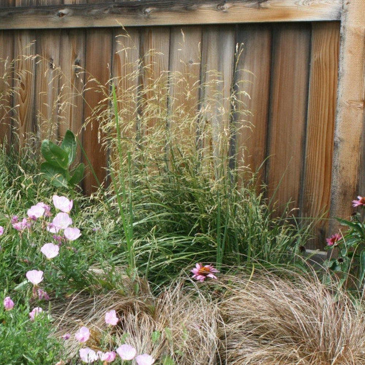 GoBuyPlants® Calamagrostis Karl Foerster tall ornamental grass bush with feathery plumes and slender green leaves.