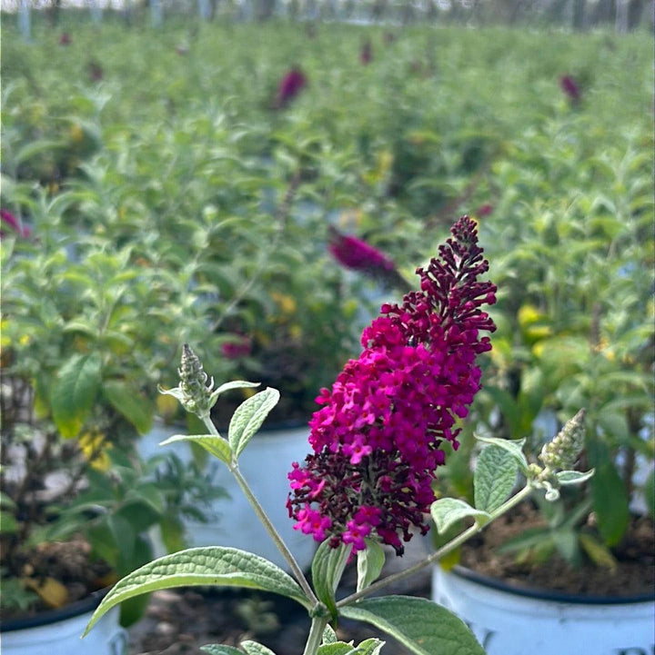 Buddleia Miss Molly bush with vibrant purple flowers and green foliage, part of GoBuyPlants® bushes and trees collection.