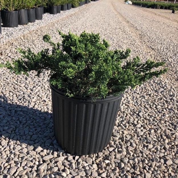 Juniper Parsoni bush from GoBuyPlants® with dense green foliage and slender branches, ideal for landscaping or garden decoration.