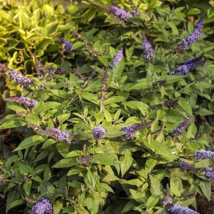 Blue Buddleia Pugster® Pugster shrub from GoBuyPlants® with vibrant blue flowers and lush green foliage.