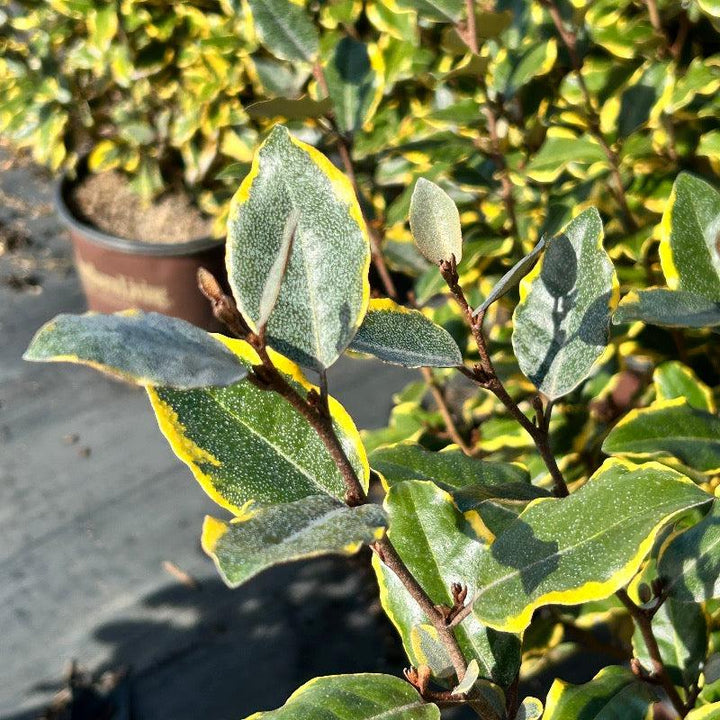 Elaeagnus Olive Martini bush or tree by GoBuyPlants, showcasing glossy green leaves and compact growth habit.