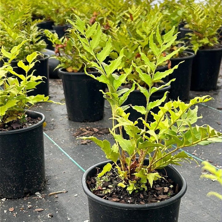 Japanese Holly Fern-C bush from GoBuyPlants® showing lush green foliage ideal for landscape gardening.