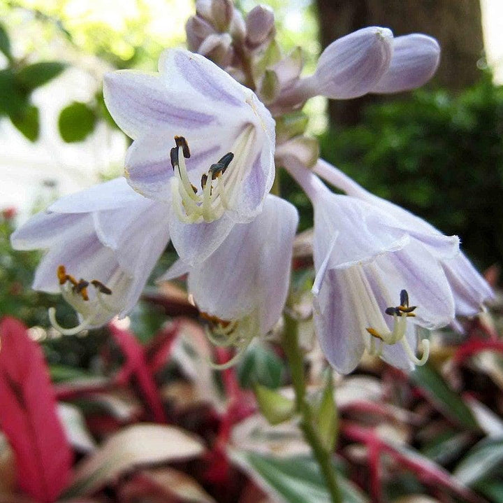 GoBuyPlants® Hosta Patriot bush showing lush green foliage with white margins in a garden setting.