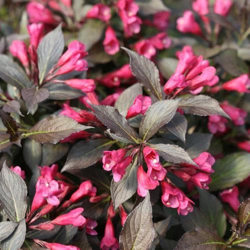 Weigela Spilled Wine® bush with deep burgundy leaves and pink flowers, grown by GoBuyPlants®.