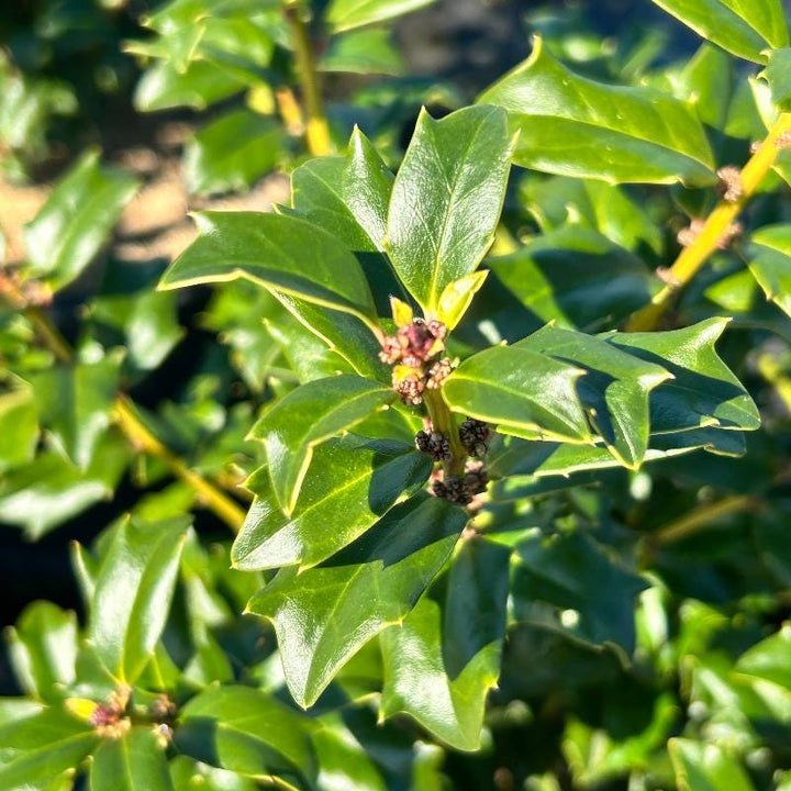 GoBuyPlants® Ilex China Girl bush with dense green foliage and small white berries, suitable for garden landscaping.