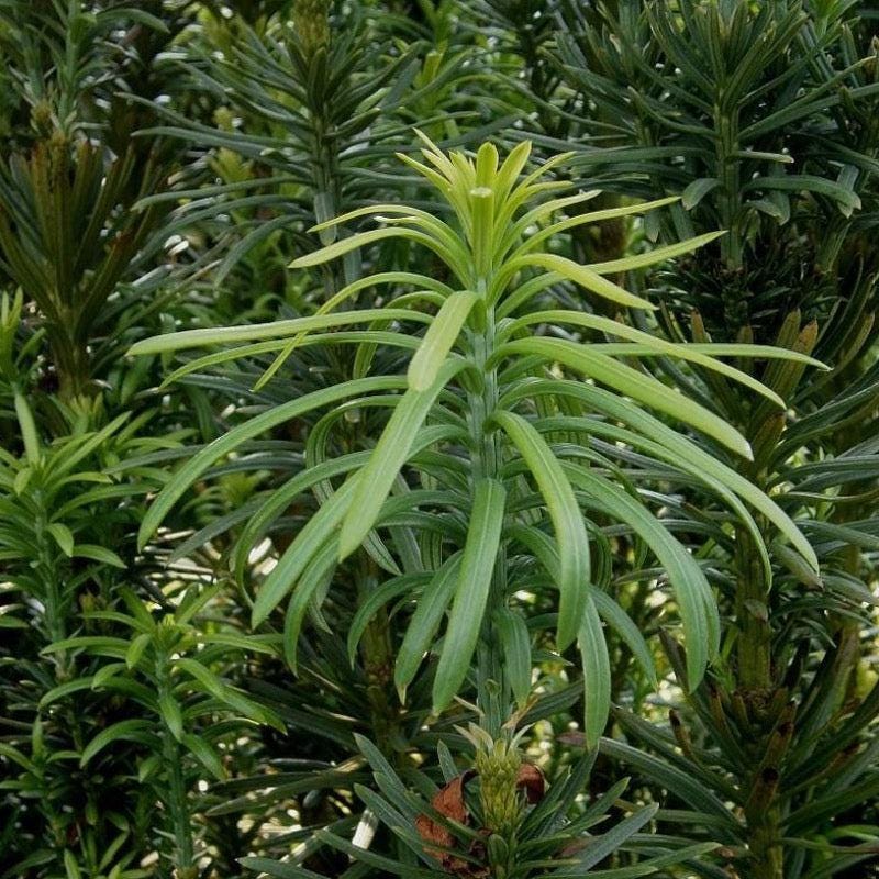 Cephalotaxus Fastigiata bush with dense, upright green foliage, ideal for landscape or garden planting.