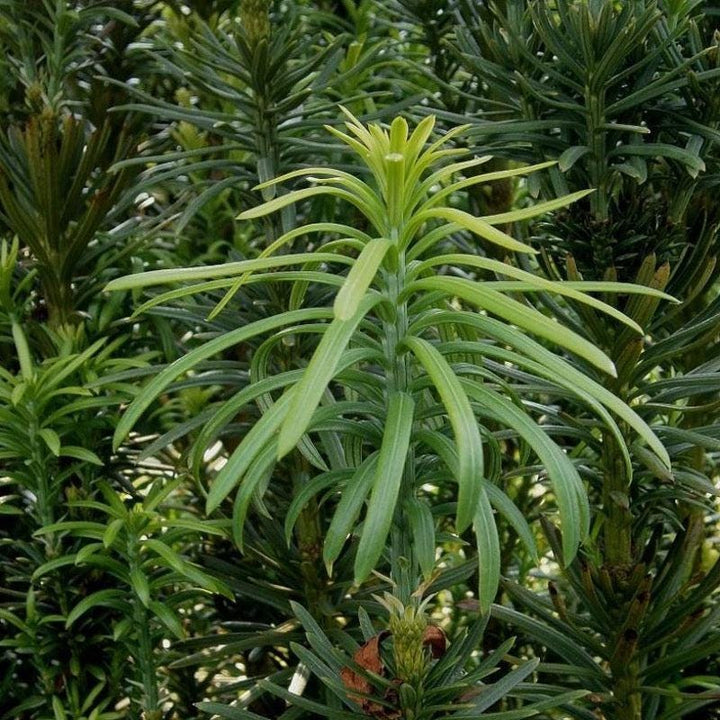 Cephalotaxus Fastigiata bush with dense, upright green foliage, ideal for landscape or garden planting.