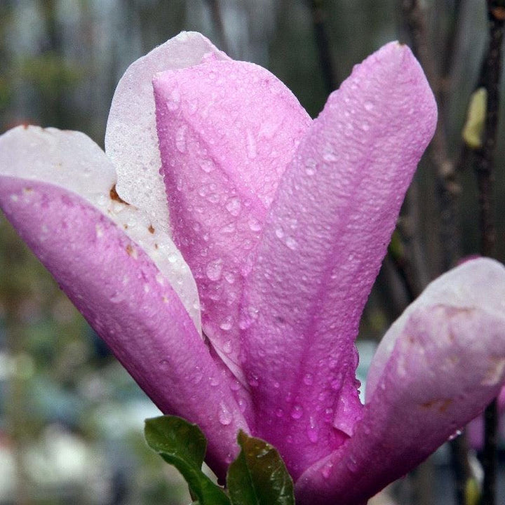Magnolia Jane shrub from GoBuyPlants® with lush green foliage, ideal for garden landscaping and decorative outdoor use.