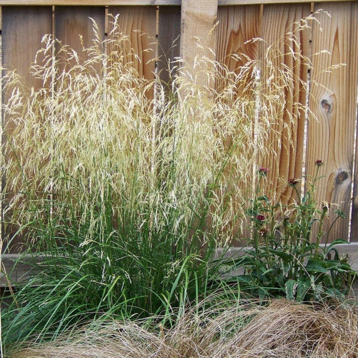 Bush of Calamagrostis Karl Foerster grass from GoBuyPlants® with tall, feathery plumes and slender green foliage.