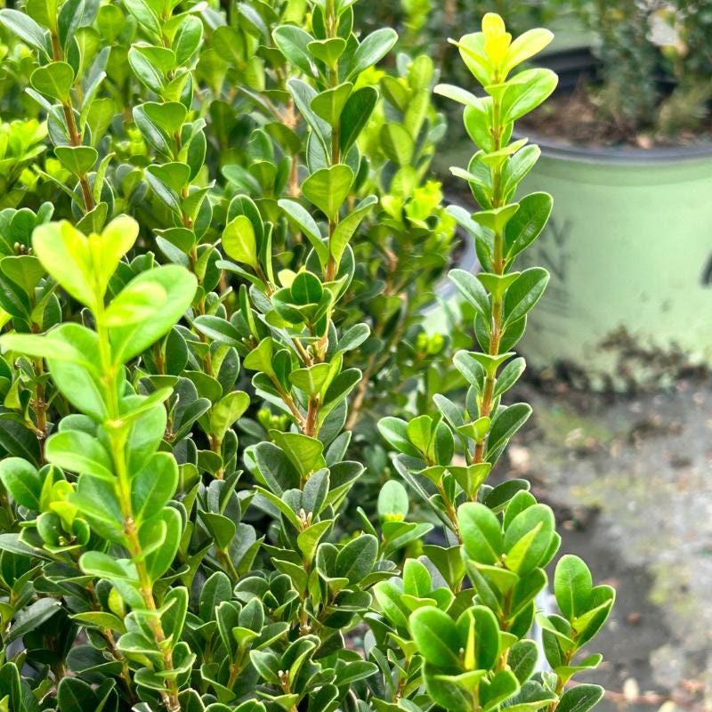 Green Buxus NewGen™ Freedom® bush from GoBuyPlants® with dense foliage, ideal for hedges and landscape gardening.