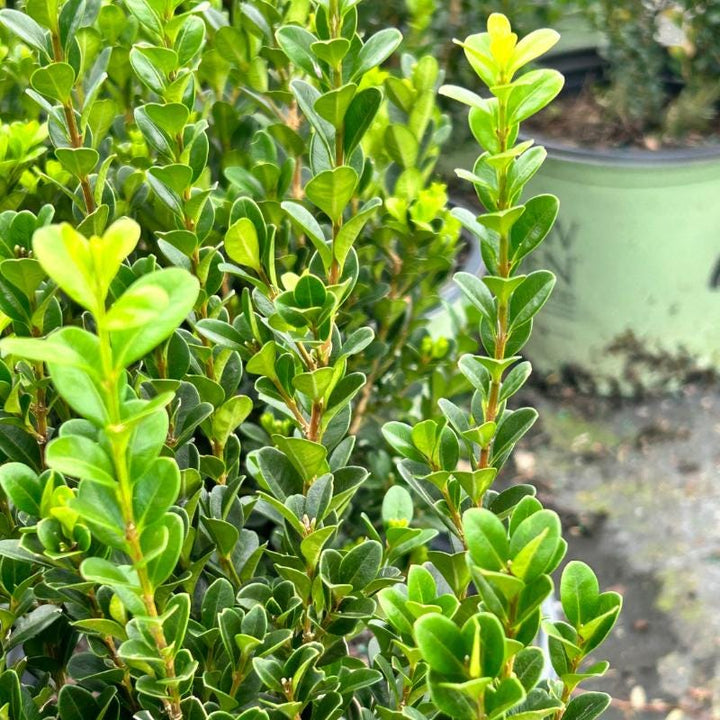 Green Buxus NewGen™ Freedom® bush from GoBuyPlants® with dense foliage, ideal for hedges and landscape gardening.