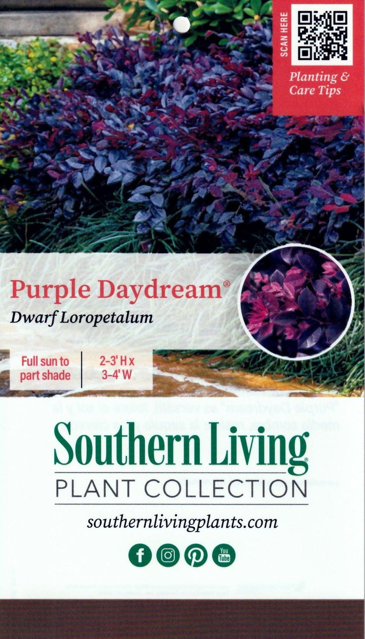 Purple-leaved Loropetalum Purple Daydream bush, vibrant foliage, and lush branches, from GoBuyPlants® in a garden setting.