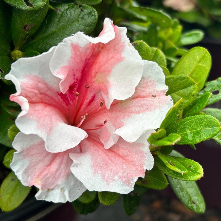 Azalea Encore Autumn Sunburst bush by GoBuyPlants, showing vibrant orange and yellow foliage in a lush garden setting.