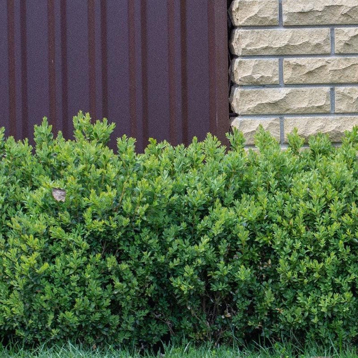 Green Buxus NewGen™ Freedom® bush, a lush shrub from GoBuyPlants®&