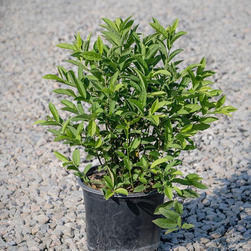 GoBuyPlants® Itea Henry&