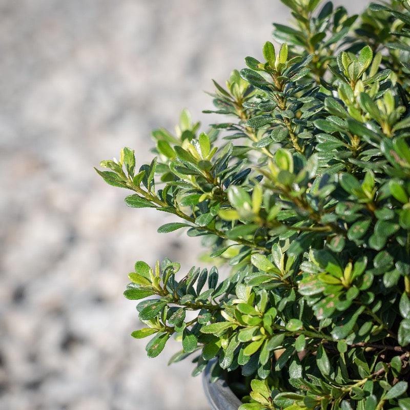 Pink Azalea Gumpo Bush by GoBuyPlants® showing vibrant pink blooms and lush green foliage on a bushy plant.