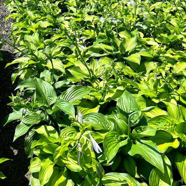 GoBuyPlants® Hosta Guacamole bush with lush green leaves, shown in a garden setting, ideal for shade gardens and landscape planting.