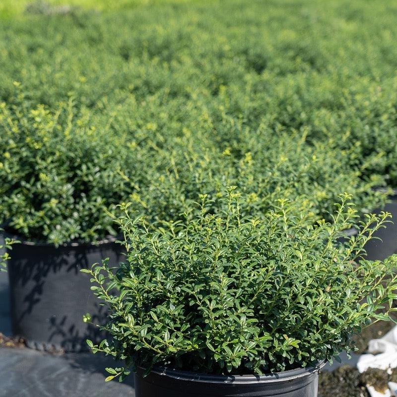 GoBuyPlants® Ilex Soft Touch bush with lush green leaves, ideal for landscaping and decorative garden use.