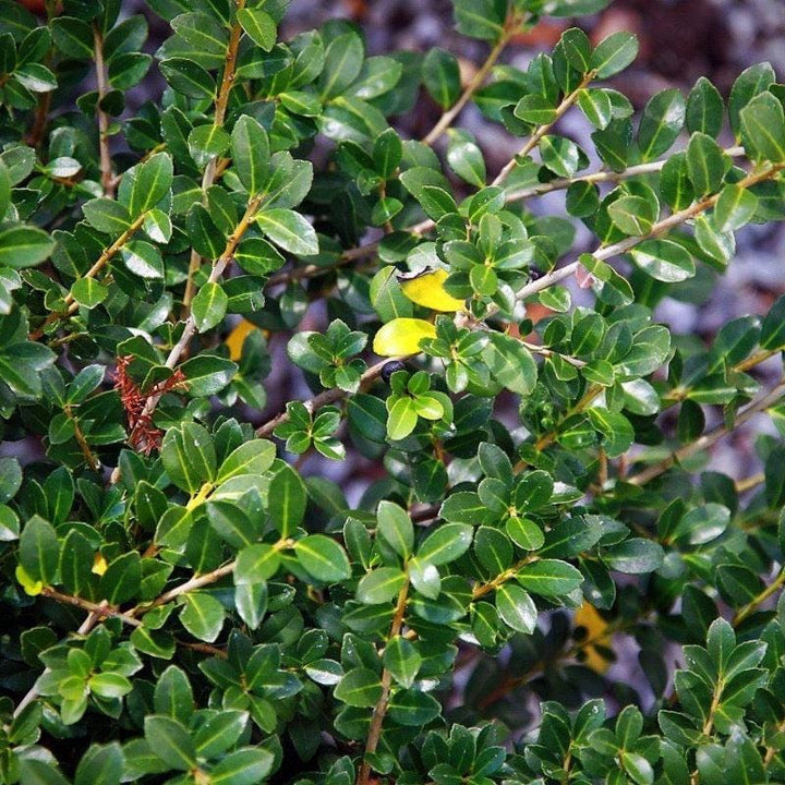 Green Ilex Lustre bush from GoBuyPlants® with dense foliage and vibrant green leaves, ideal for landscape or decorative planting.