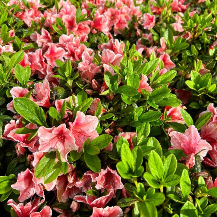 Azalea Encore Autumn Sunburst bush in full bloom with vibrant orange and yellow leaves, showcasing its lush foliage and compact shape.