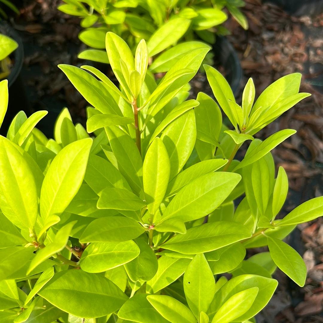 Illicium Florida Sunshine bush from GoBuyPlants® with vibrant green leaves and star-shaped flowers, ideal for landscaping.