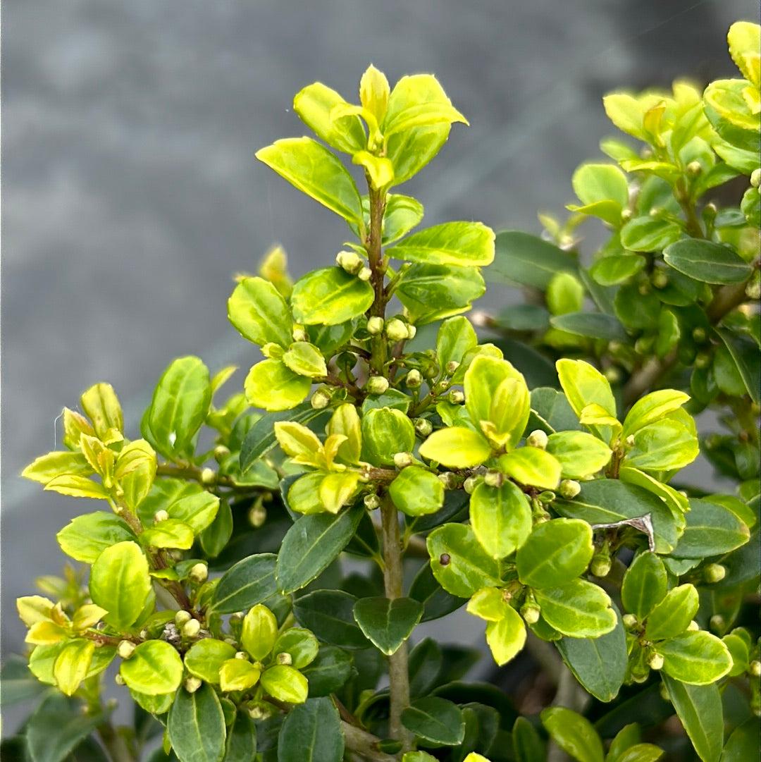 Lush Ilex Green Lustre bush, a vibrant evergreen shrub from GoBuyPlants® with dense green foliage and glossy leaves.
